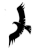 eagle_ico.gif