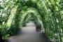 projects:tunnel-of-plants-252820_960_720.jpg